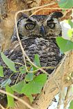 Great Horned Owl